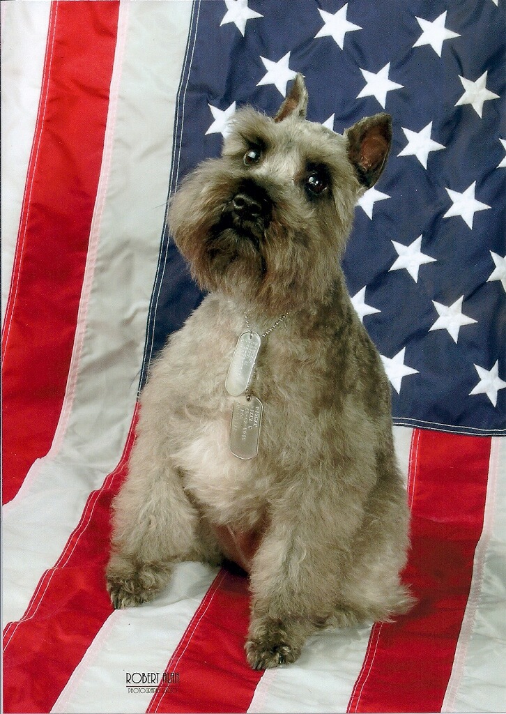 Veteran Service Dog, Gunnar